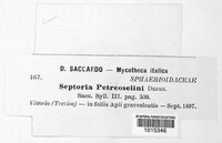 Septoria petroselini image